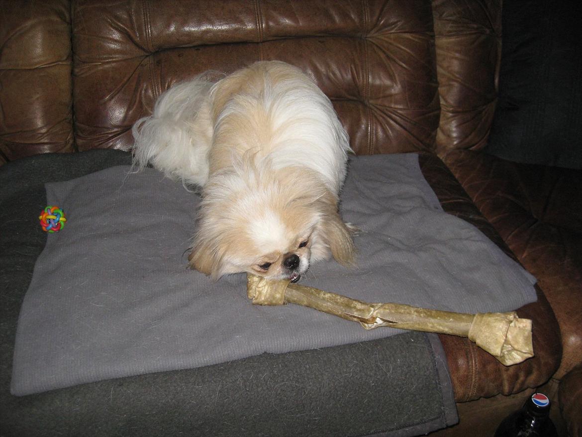 Pekingeser Charlie - Diesels (Amerikansk Bulldog) ben som han glemte da hen boede her lidt. Lidt stort men klarer det.... billede 14