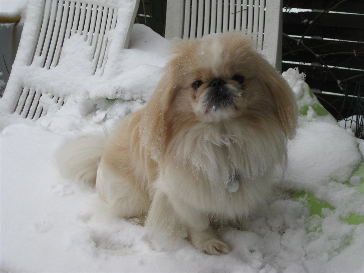 Pekingeser Charlie - Sprang lige op på havebordet. Hi hi der stod nemlig en stol... billede 15