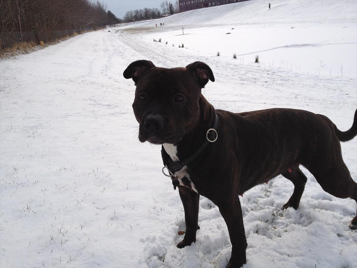 Staffordshire bull terrier Lisa - 29.01.12 billede 12