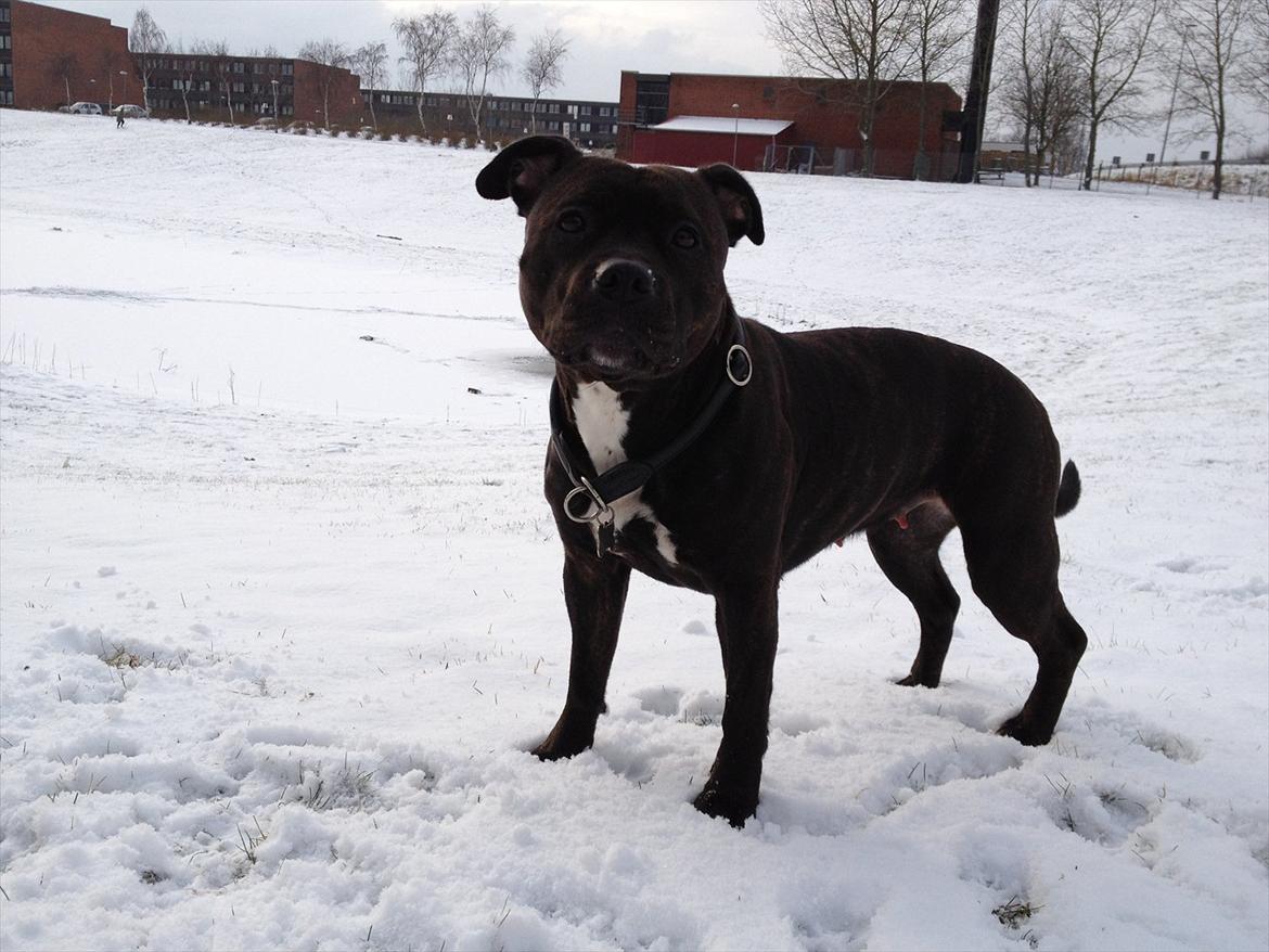 Staffordshire bull terrier Lisa - 29.01.12 billede 13