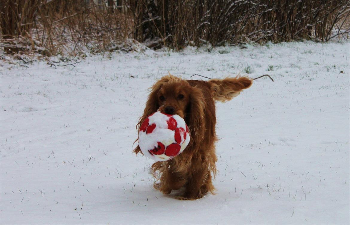 Cocker spaniel Cindy - self skal bolden med ud i sneen :b billede 7