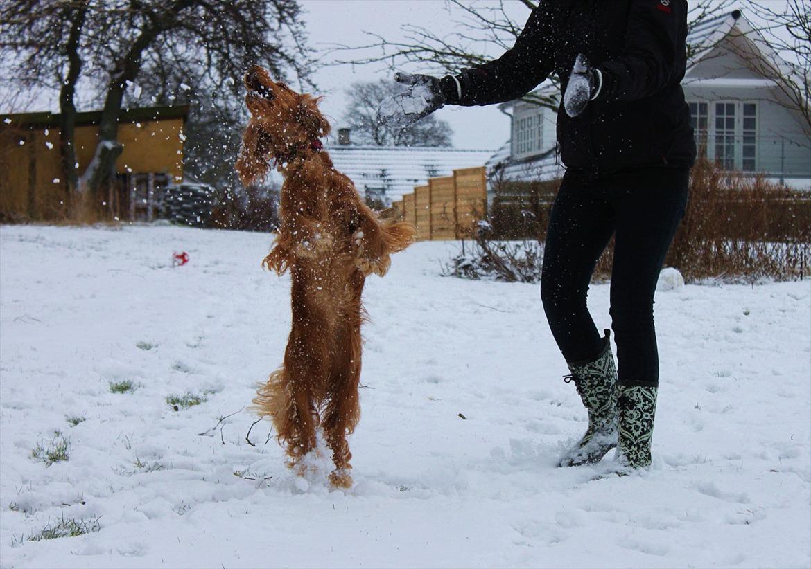 Cocker spaniel Cindy - SNEEEE!!! :b billede 13