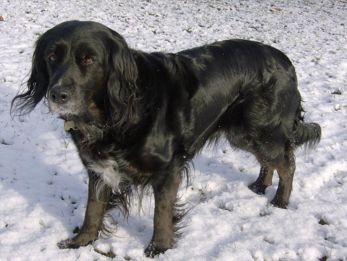 Blanding af racer Layney - Min smukke pige. Jan 2012 billede 15