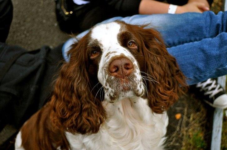 Engelsk springer spaniel Ziroc Slot's Dominique (Døgg) billede 15