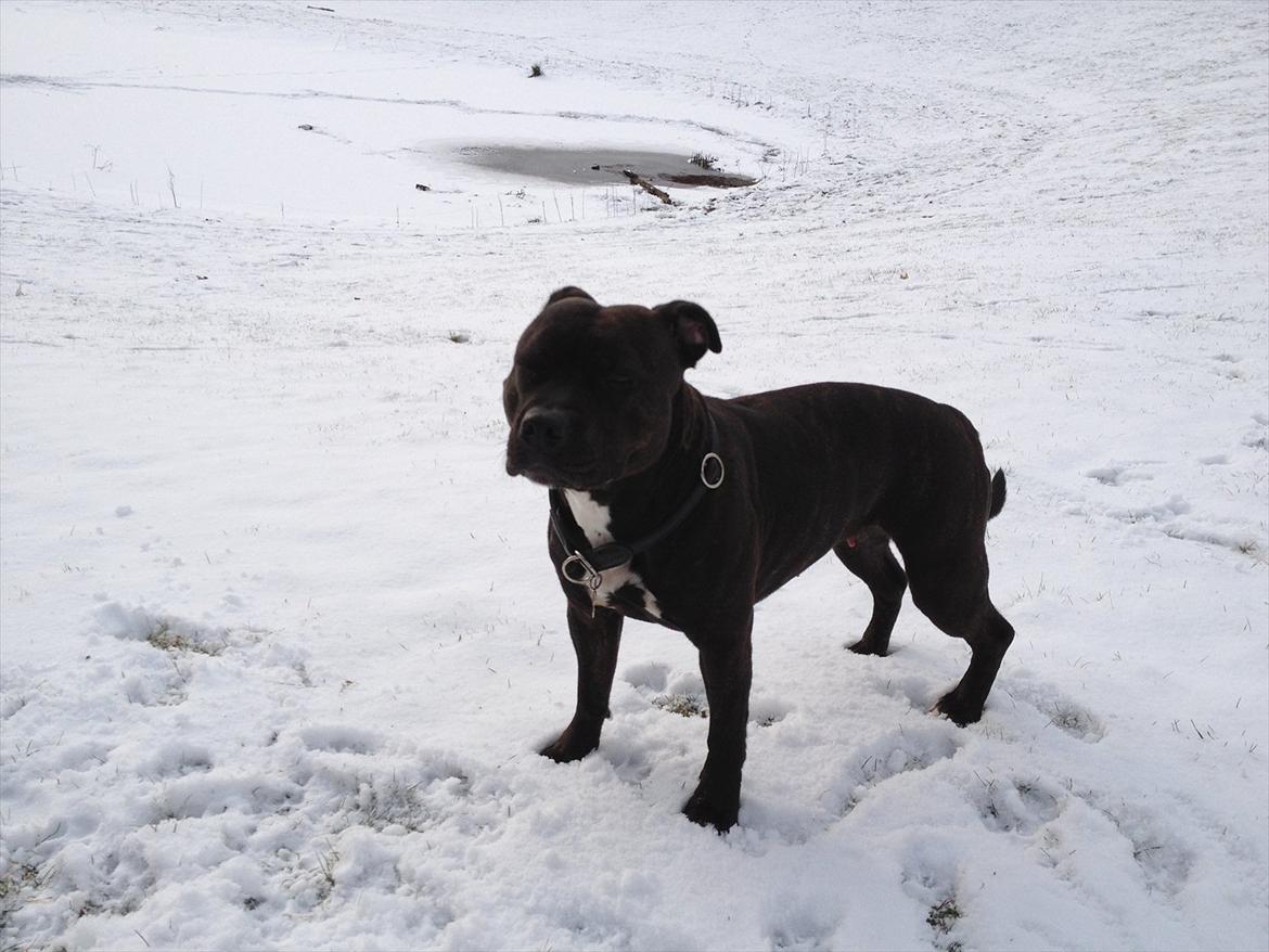Staffordshire bull terrier Lisa - 29.01.12 billede 14