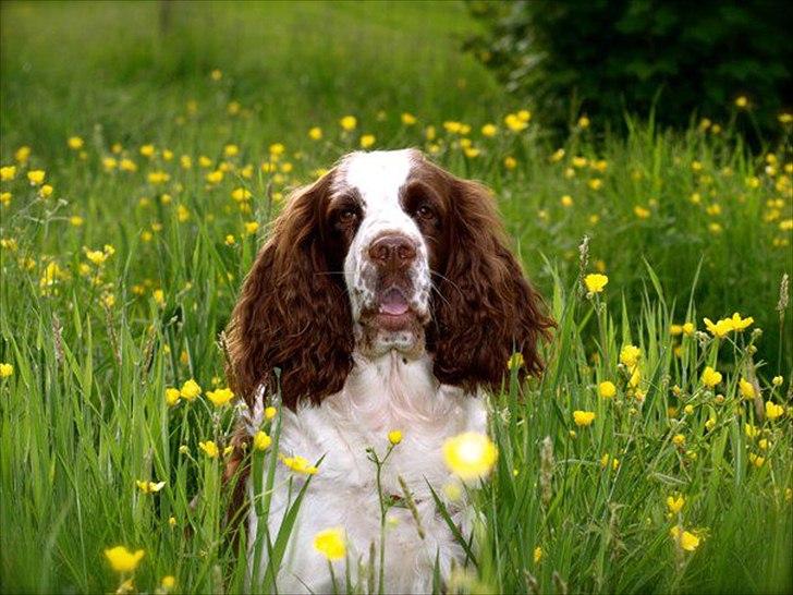 Engelsk springer spaniel Ziroc Slot's Dominique (Døgg) billede 16