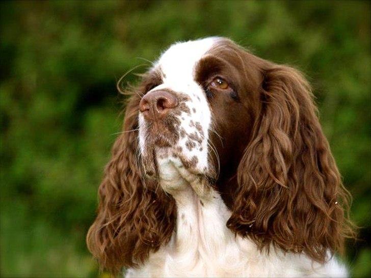 Engelsk springer spaniel Ziroc Slot's Dominique (Døgg) billede 17