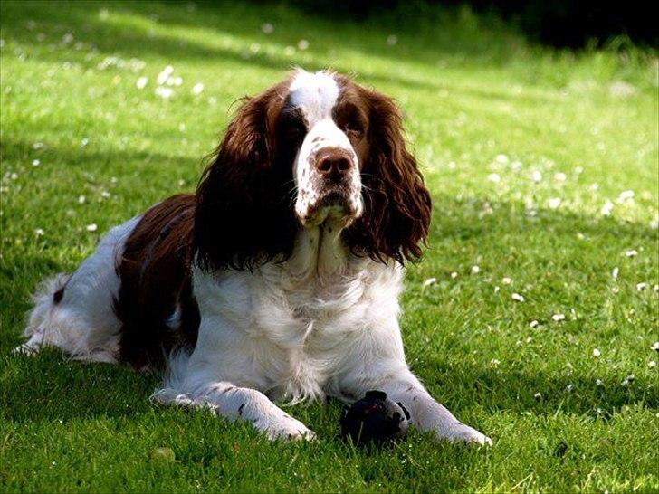 Engelsk springer spaniel Ziroc Slot's Dominique (Døgg) billede 18