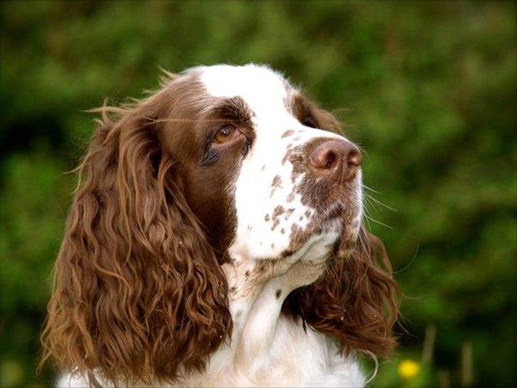 Engelsk springer spaniel Ziroc Slot's Dominique (Døgg) billede 19
