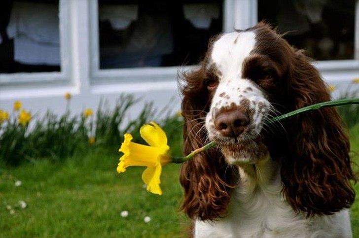 Engelsk springer spaniel Ziroc Slot's Dominique (Døgg) billede 20