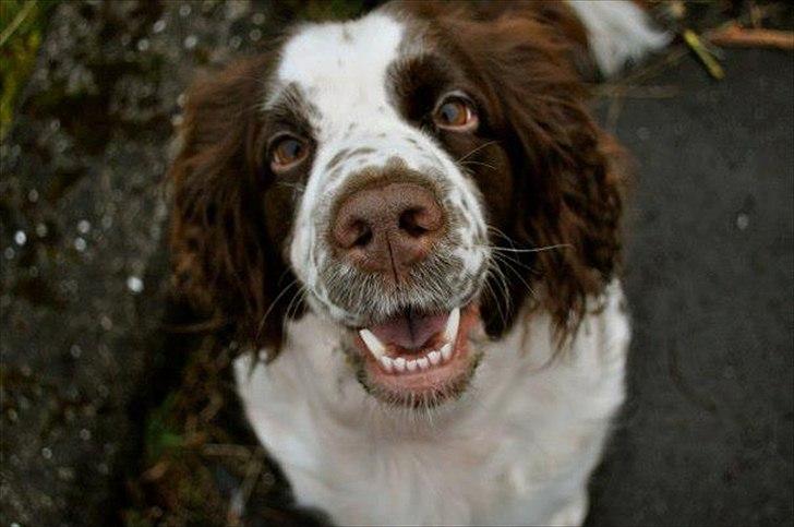 Engelsk springer spaniel Ziroc Slot's Dominique (Døgg) billede 21