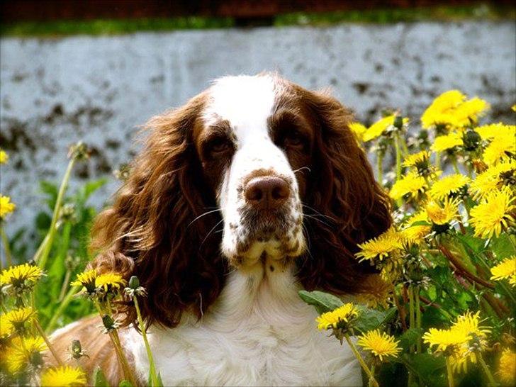 Engelsk springer spaniel Ziroc Slot's Dominique (Døgg) billede 22