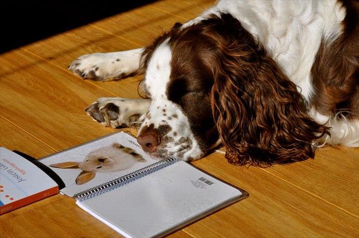 Engelsk springer spaniel Ziroc Slot's Dominique (Døgg) billede 23