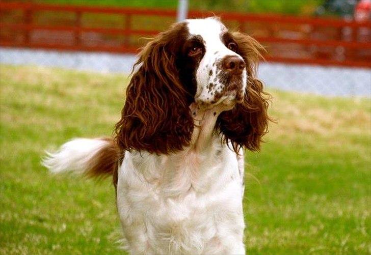 Engelsk springer spaniel Ziroc Slot's Dominique (Døgg) billede 24