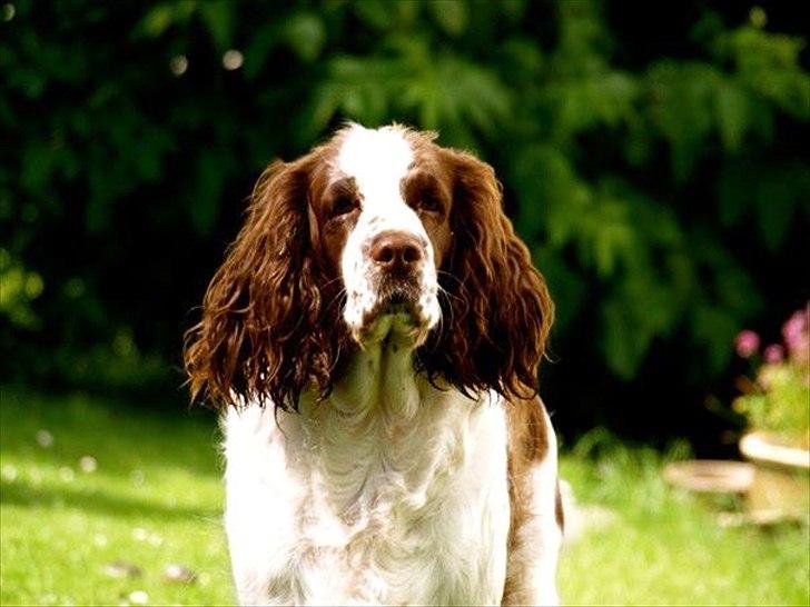 Engelsk springer spaniel Ziroc Slot's Dominique (Døgg) billede 25