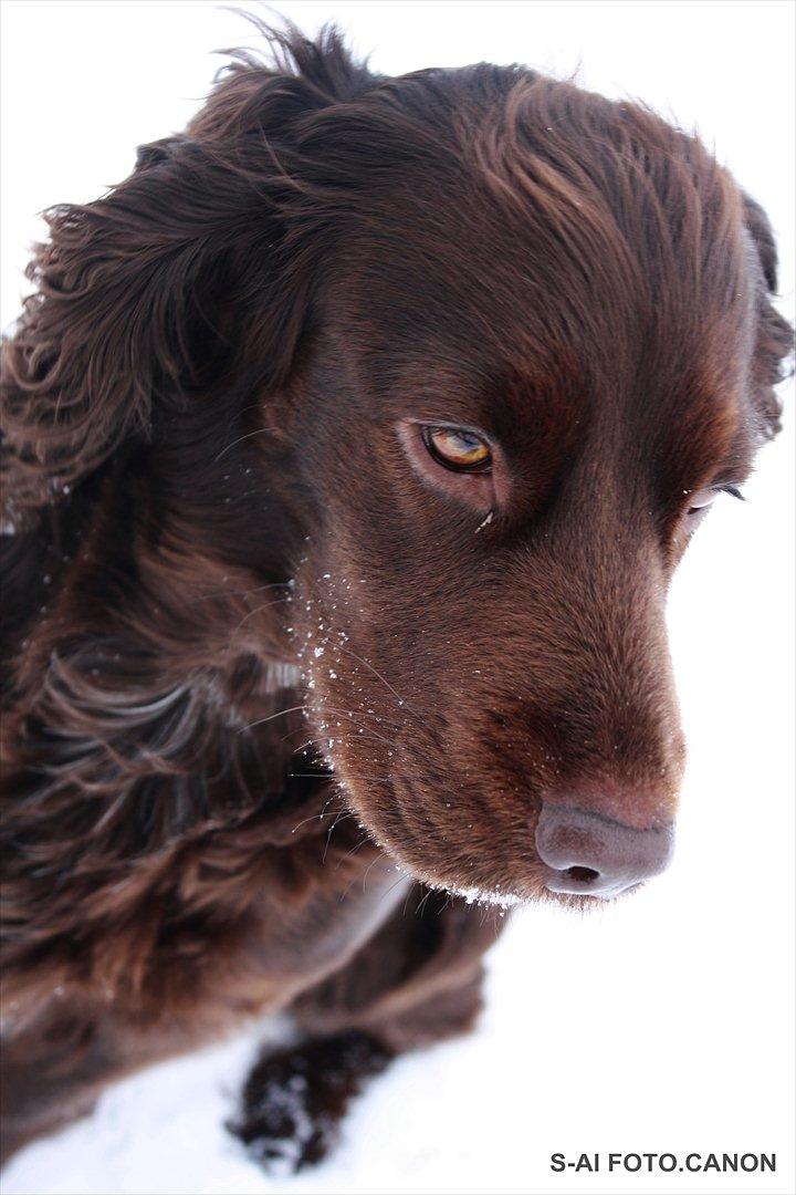 Engelsk springer spaniel Freja. billede 6