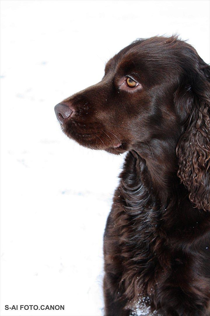 Engelsk springer spaniel Freja. billede 7