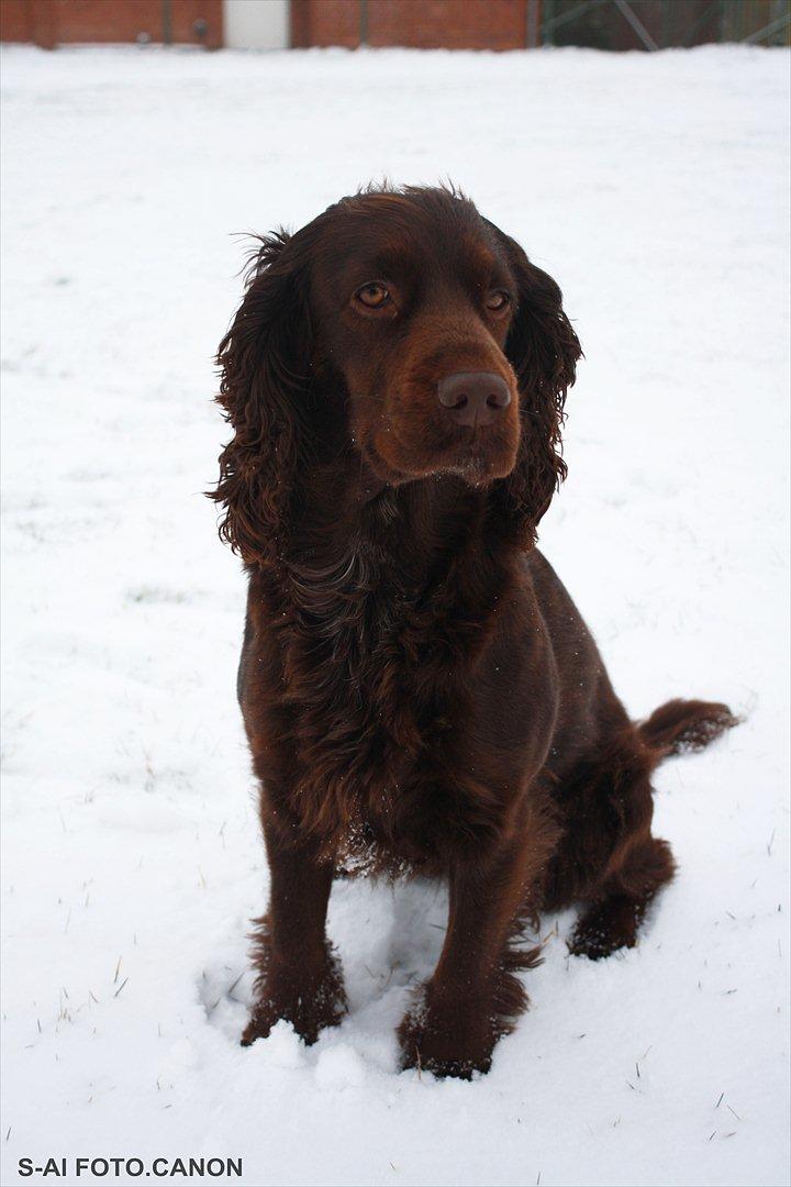 Engelsk springer spaniel Freja. billede 8