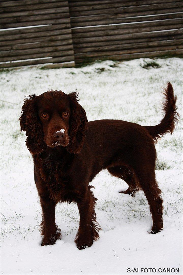 Engelsk springer spaniel Freja. billede 9