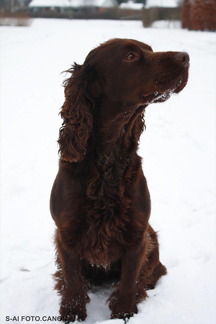Engelsk springer spaniel Freja. billede 10