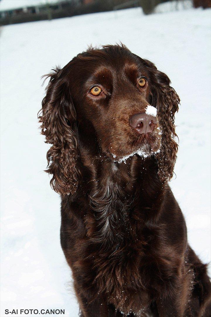 Engelsk springer spaniel Freja. billede 11