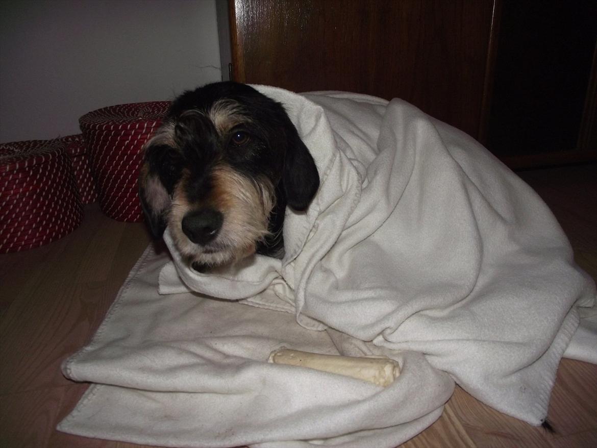 Blanding af racer Louis billede 14