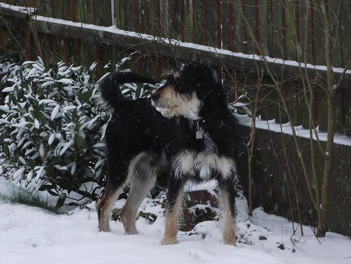 Blanding af racer Louis billede 16