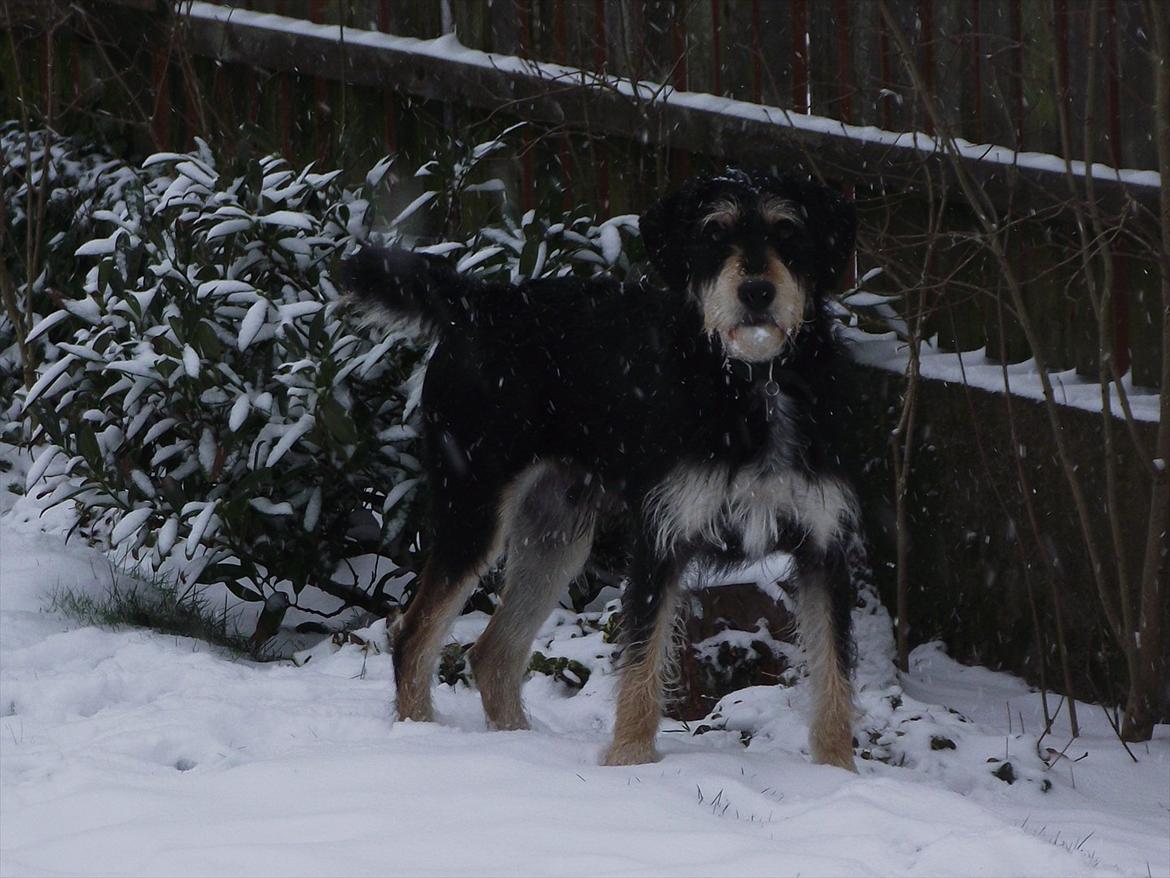 Blanding af racer Louis billede 17