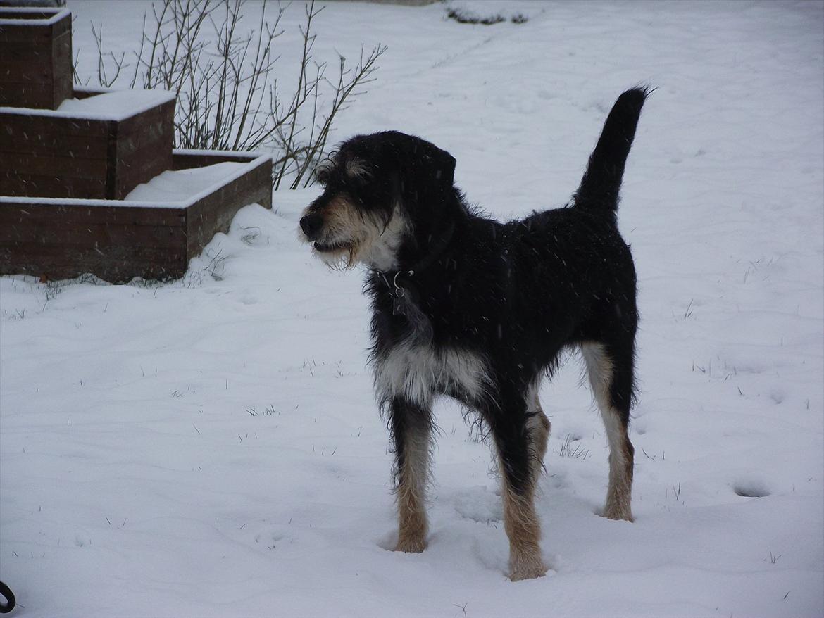 Blanding af racer Louis billede 18