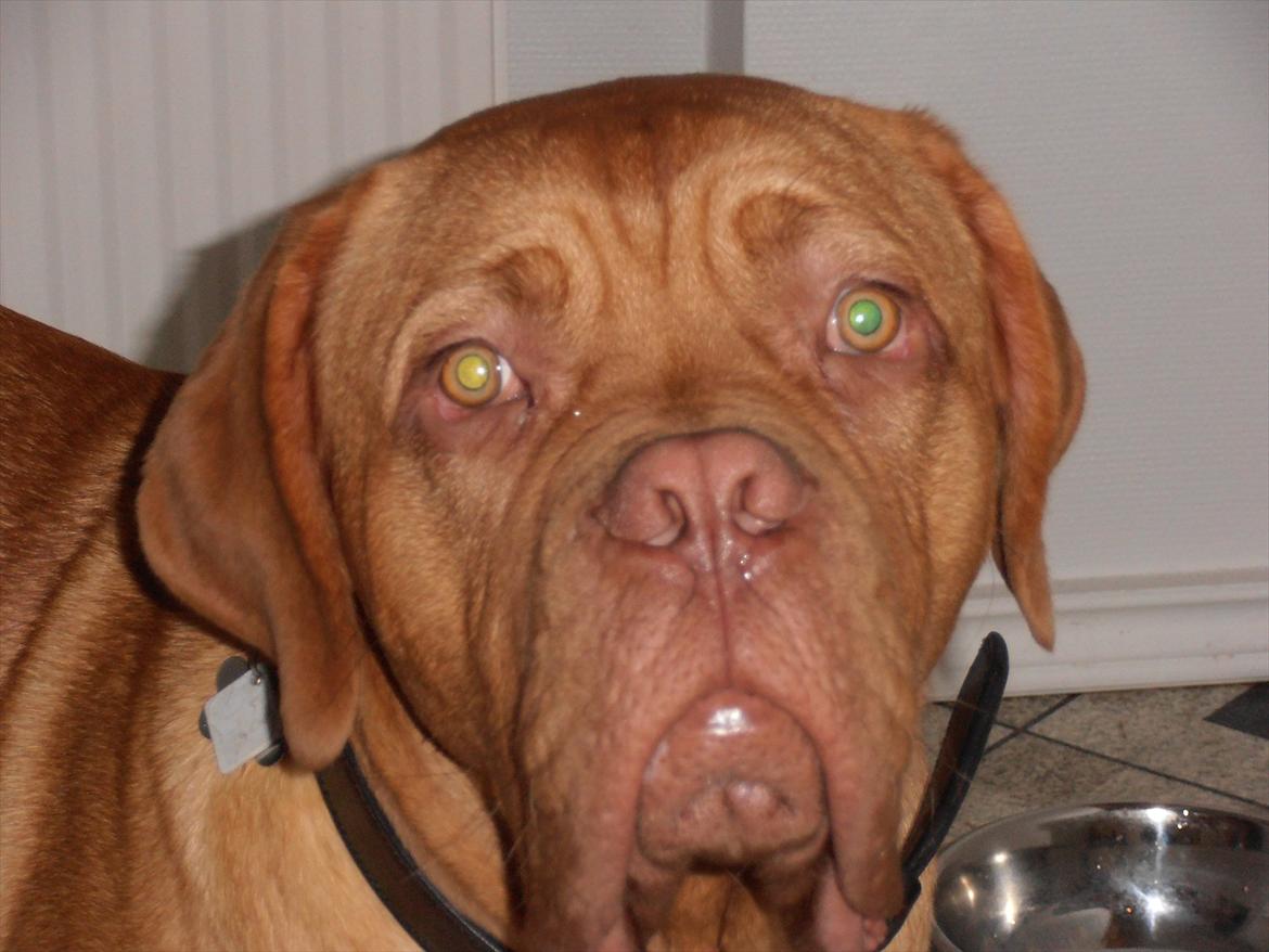 Dogue de bordeaux Kanto - 7 mdr. gammel billede 1