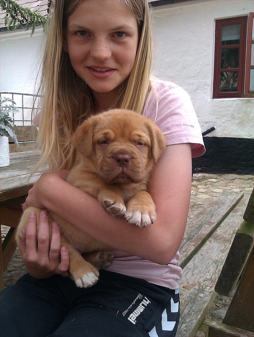 Dogue de bordeaux Kanto - På besøg hos Anita billede 2