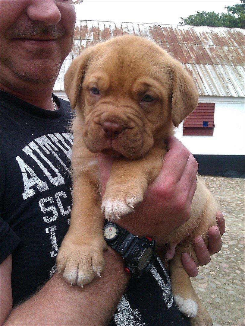 Dogue de bordeaux Kanto - Svært at vente på han bliver gammel nok til at komme med hjem billede 3