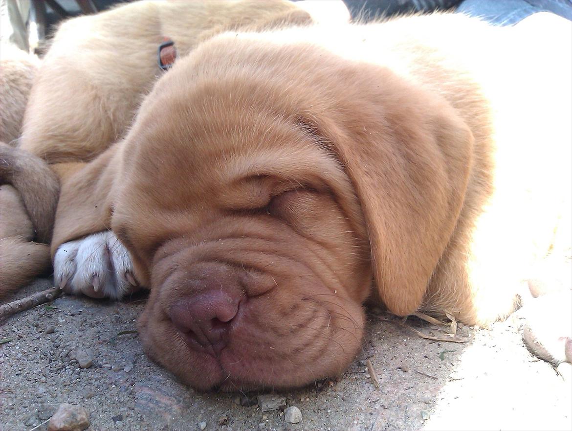 Dogue de bordeaux Kanto - Så lille...... billede 4