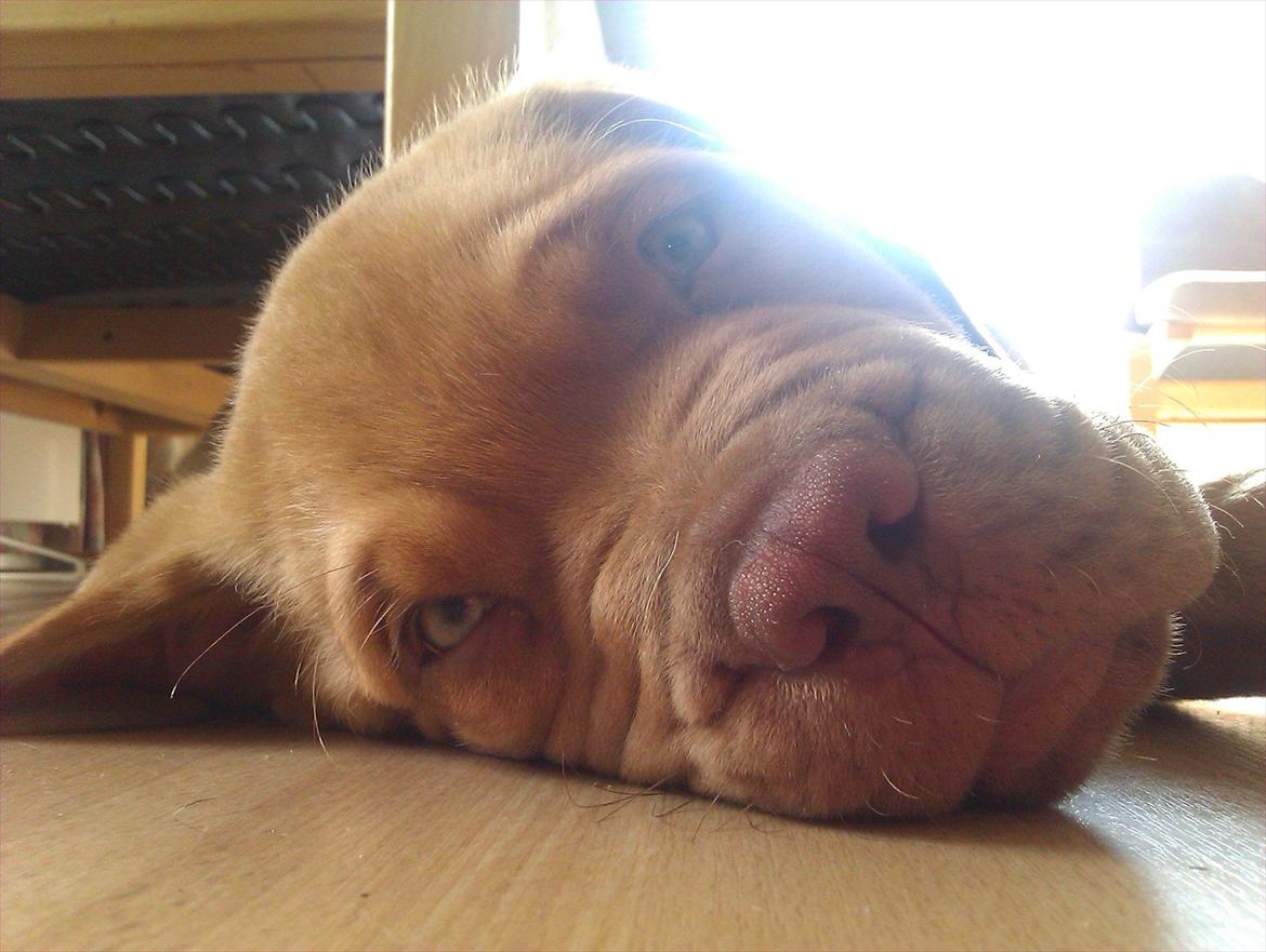 Dogue de bordeaux Kanto - Lille og træt..... billede 6