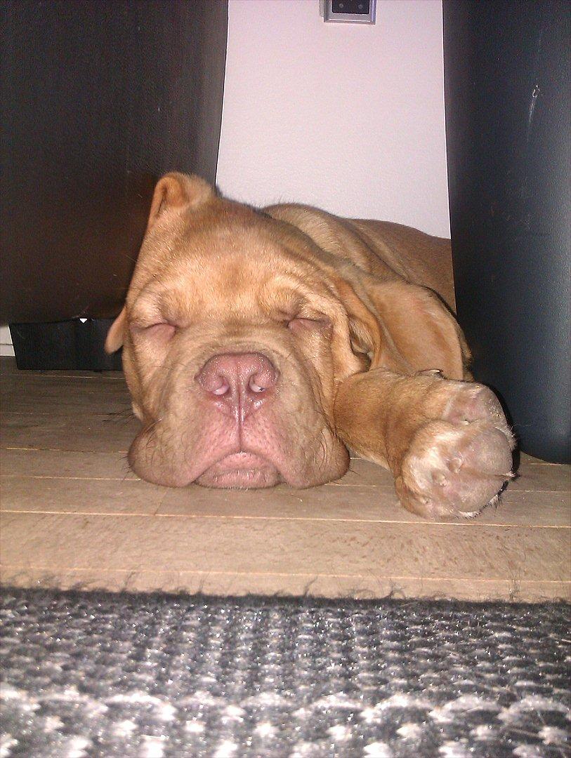 Dogue de bordeaux Kanto - Alt kan puttes ved.. billede 8