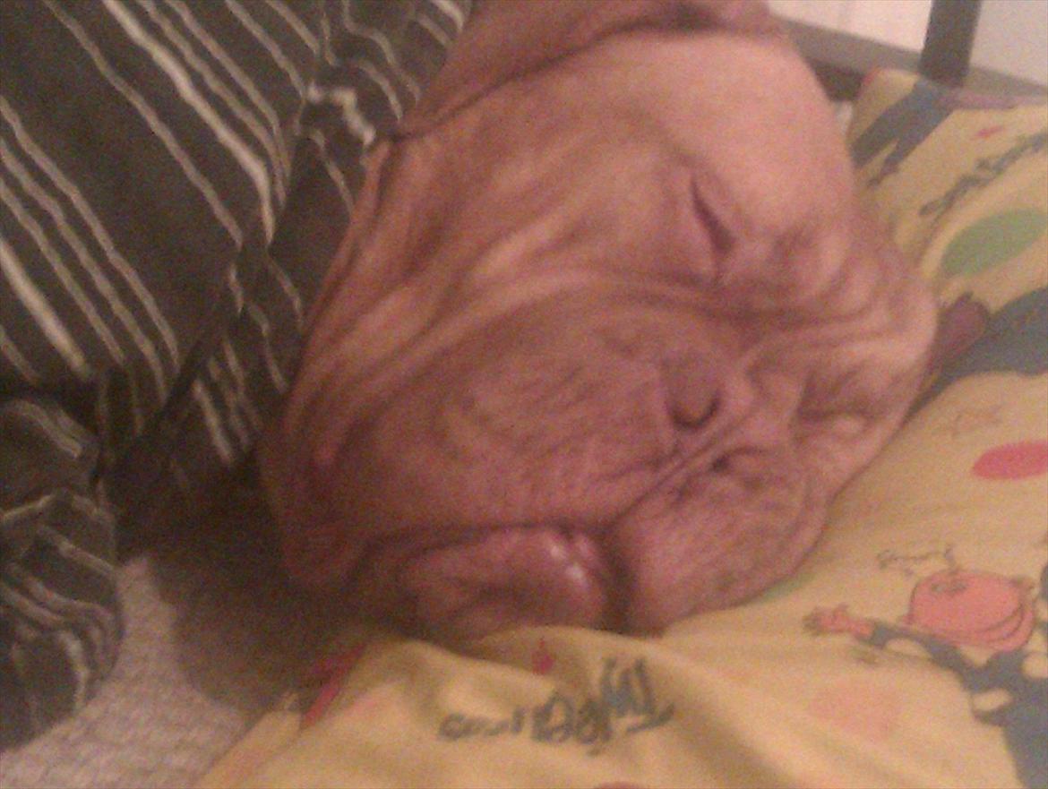 Dogue de bordeaux Kanto - Ren råhygge...... billede 11