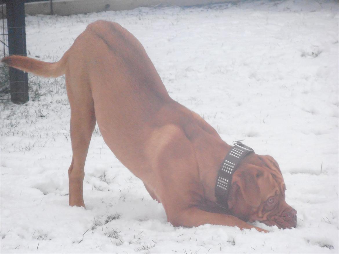 Dogue de bordeaux Kanto - Første gang, jeg ser sne! billede 12