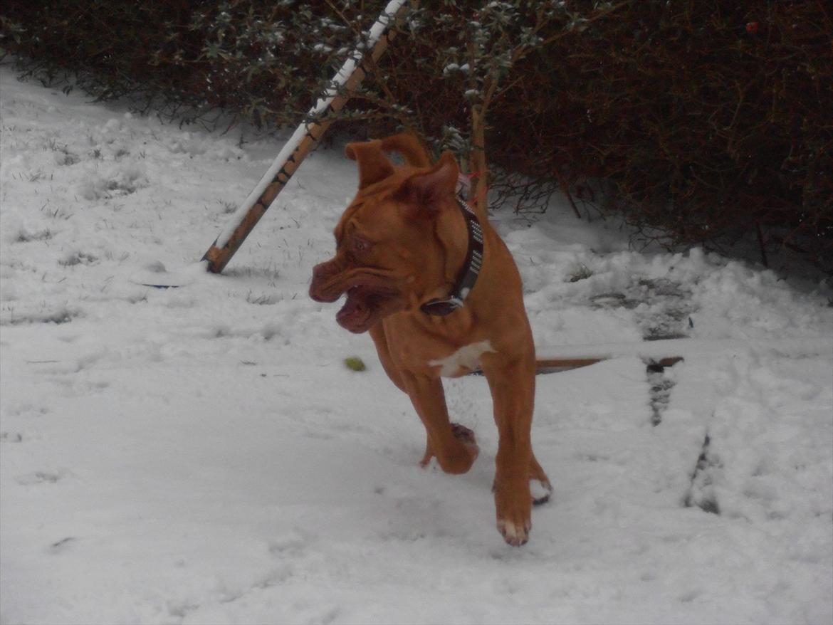 Dogue de bordeaux Kanto - Det er sgu sjovt, sådan noget sne......... billede 13