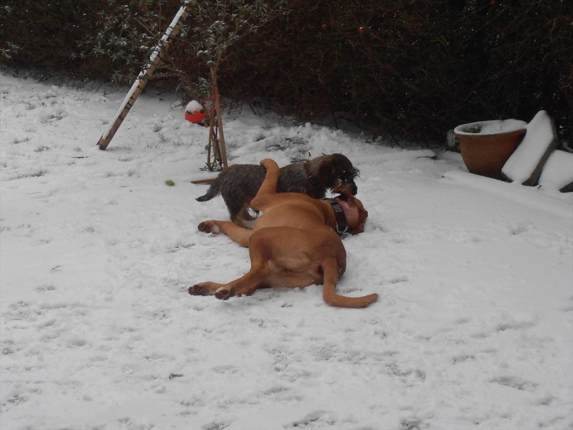 Dogue de bordeaux Kanto - Slåskamp i sneen.... billede 14