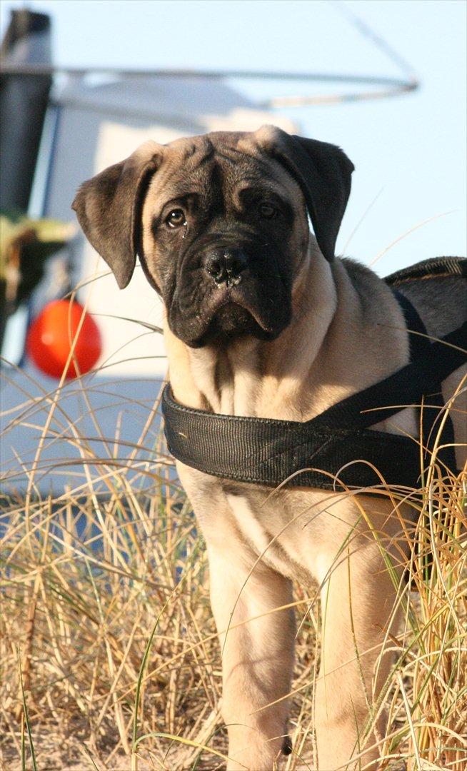 Bullmastiff Raya (Bullgrin's 'N Librrani No Mercy) - 11 uger billede 8