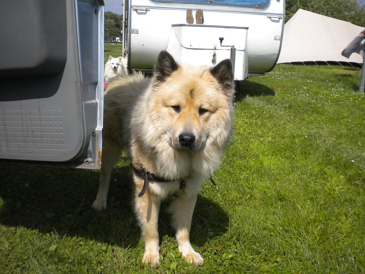 Eurasier Asklunds Charming Cornelius (Enzo) billede 1