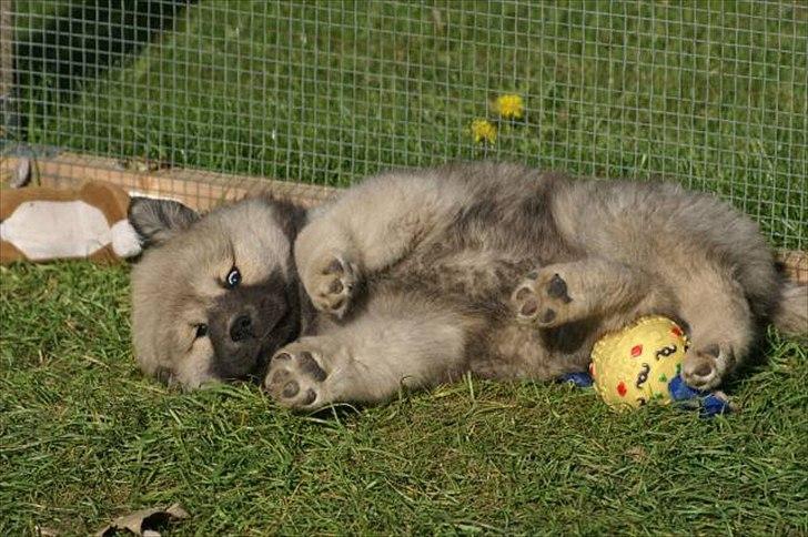 Eurasier Asklunds Charming Cornelius (Enzo) billede 2