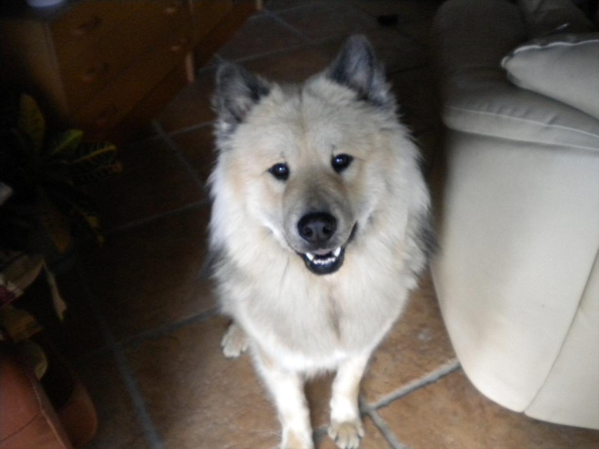 Eurasier Asklunds Charming Cornelius (Enzo) billede 3