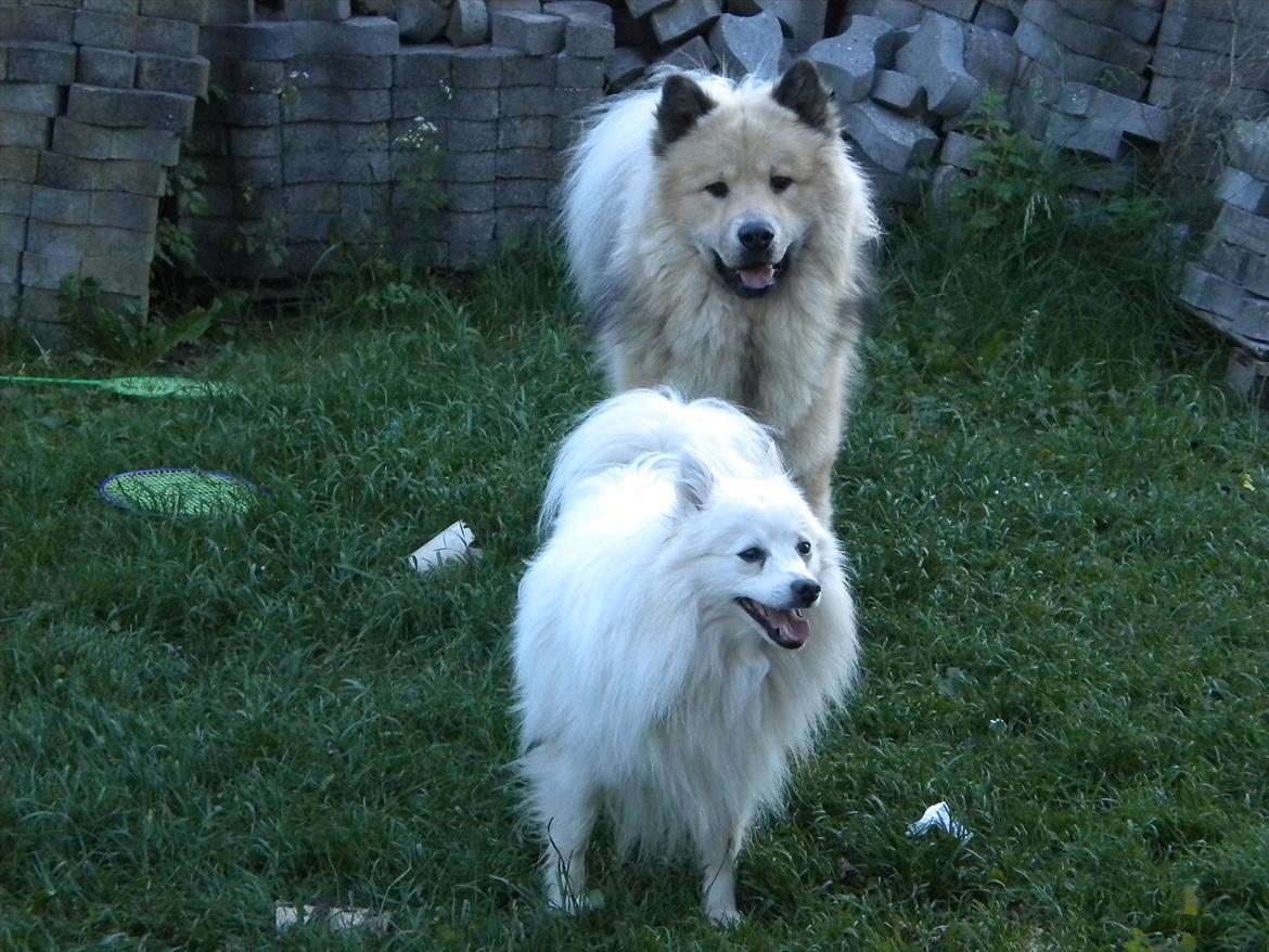 Eurasier Asklunds Charming Cornelius (Enzo) billede 4