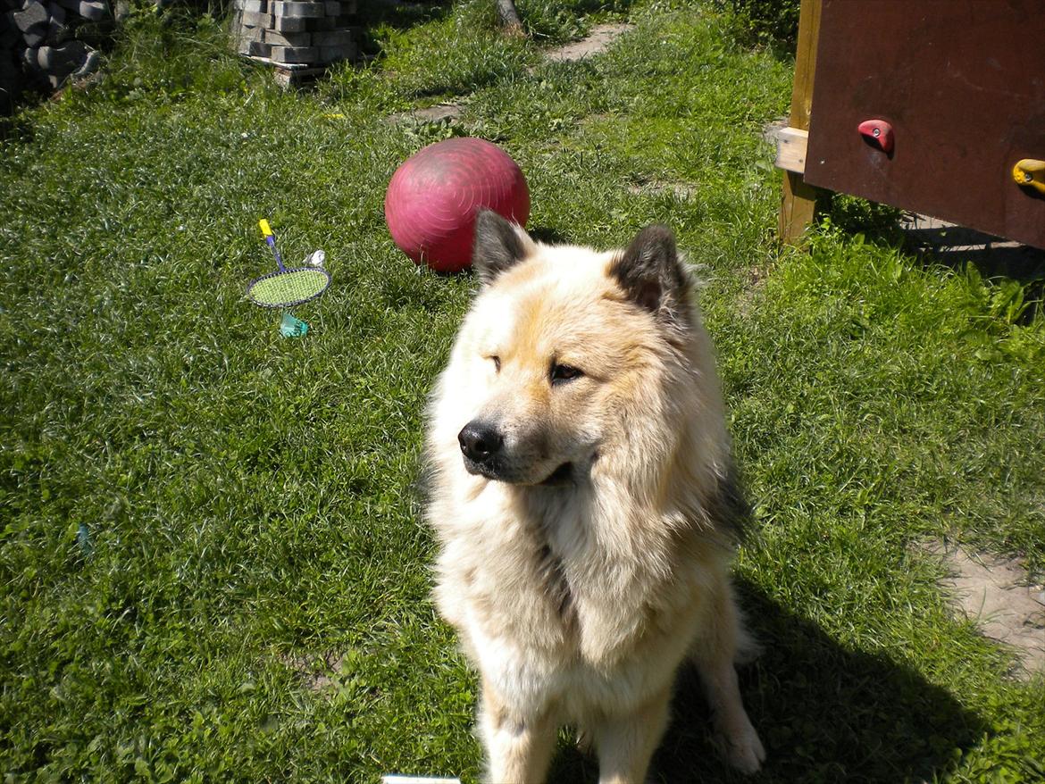 Eurasier Asklunds Charming Cornelius (Enzo) billede 5