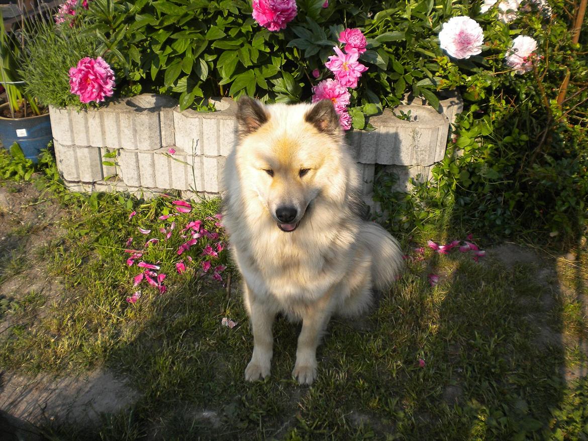 Eurasier Asklunds Charming Cornelius (Enzo) billede 7