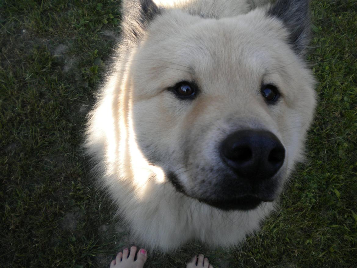 Eurasier Asklunds Charming Cornelius (Enzo) billede 8