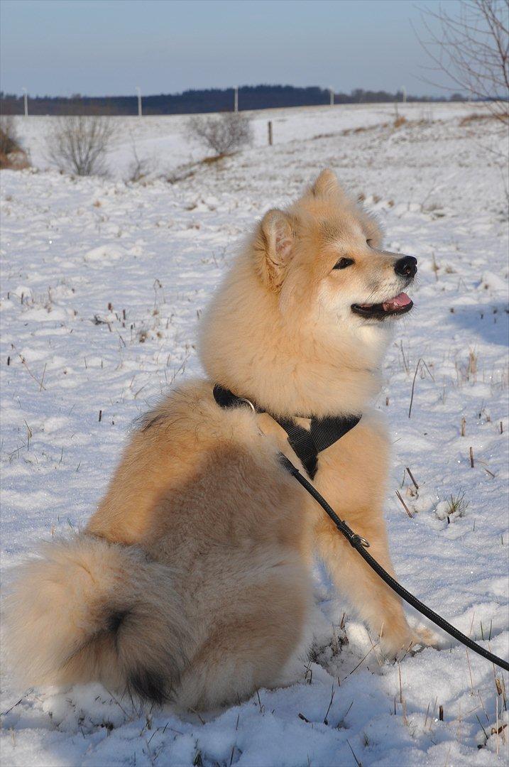 Blanding af racer Gaia - Gaia i sneen:)
Det er det bedste når man har så meget pels :D billede 5