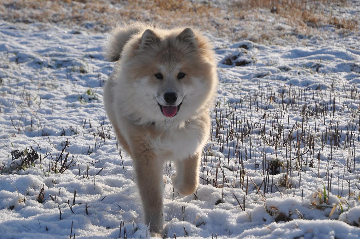 Blanding af racer Gaia - Hej mor :) er det ikke bare fedt at løbe rundt i sneen? Det synes jeg!! :D billede 12