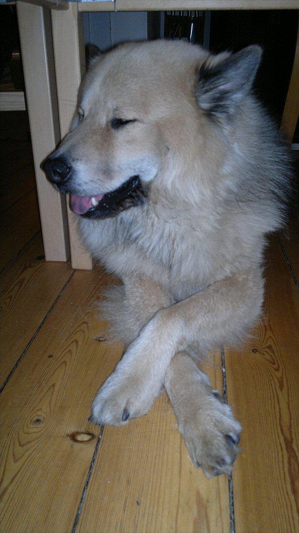 Eurasier Asklunds Charming Cornelius (Enzo) billede 10